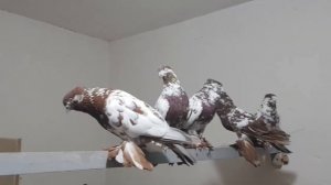 Андижанских голубей Обзор рассказ Выставочные  Голуби #tauben #pigeons