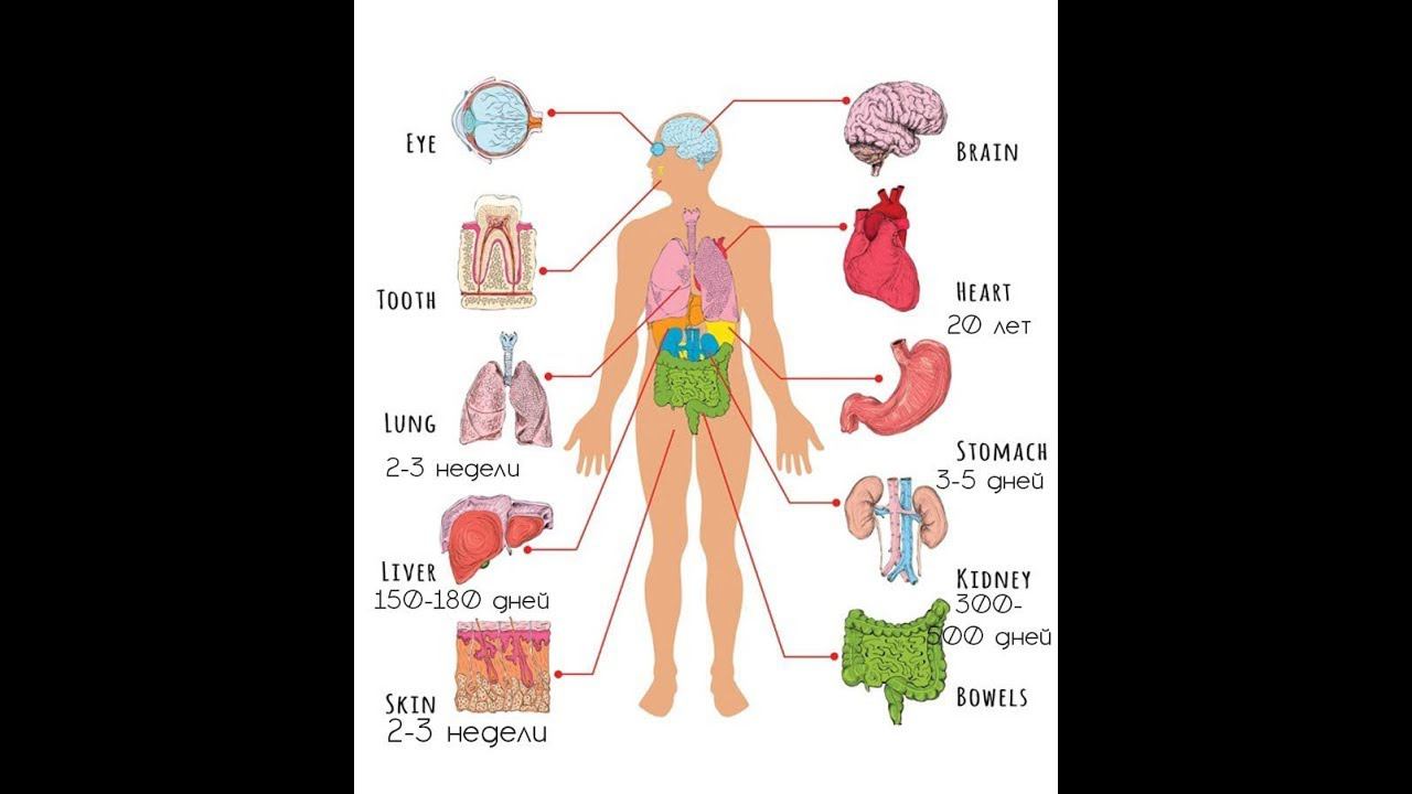 Какие органы регенерируют. Какие органы регенерируют. Ритмы обновления человеческого организма. Регенерация у живых организмов. Как быстро обновляются клетки организма.
