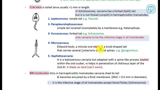 3. Trematoda p2 смотреть онлайн