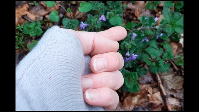 A Spring Woodland Walk, with Wildly Curious смотреть онлайн