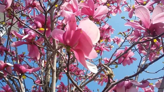 ??Цветение Магнолии.?Blooming Magnolia