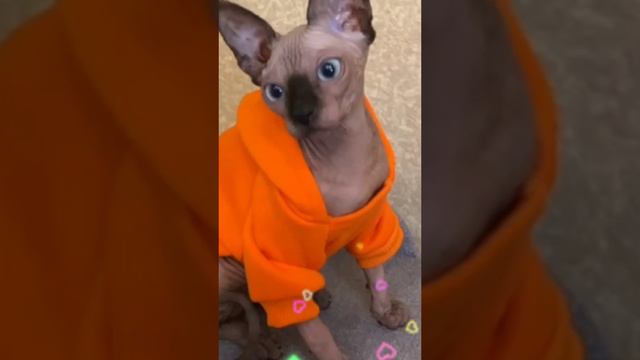 я такая какая есть🐾#сфинкс #кошка