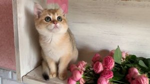 Продажа британских котят золотая шиншилла.