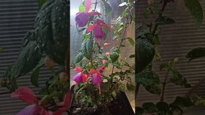 Фуксия. Bella fuchsia Vera