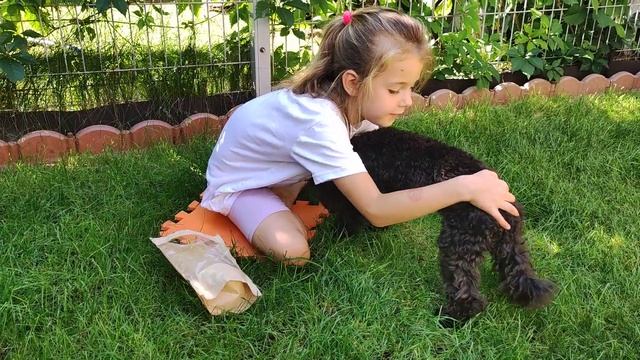 О породе Той-пудель смотреть онлайн