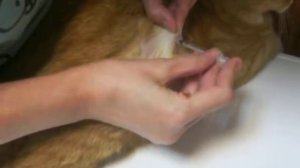Укол инсулина коту. 2.