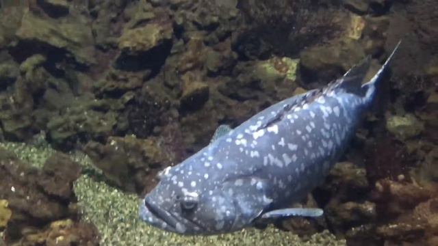 Океанариум Тропическая Амазонка Лазаревское смотреть онлайн