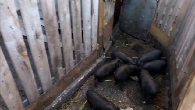 Разведение вьетнамских поросят  выгодна