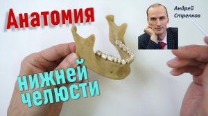 Нижняя челюсть. Анатомия и строение