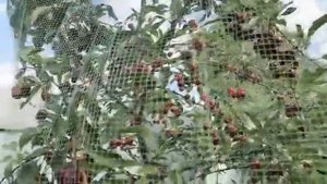 Вишня Шоколадница и Жуковская