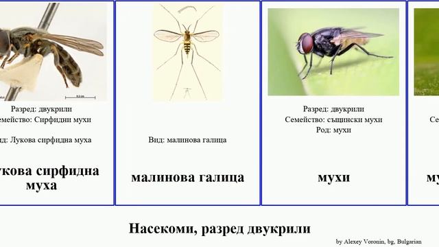 Насекоми, разред двукрили муха мухи insect конска плодова комар комари конски домашна гъбни галица смотреть онлайн
