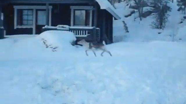Финляндия: зимняя сказка смотреть онлайн