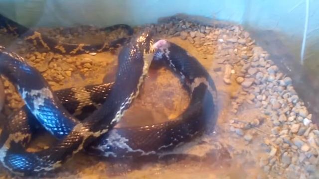 Кормление змеи! 2 часть! смотреть онлайн
