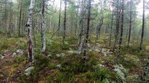 Грибалка в СПб и Ленобласти