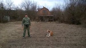 Московская Сторожевая дрессировка