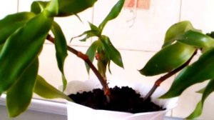 ЗОЛОТОЙ УС - ЭЛИКСИР  ЗДОРОВЬЯ. НАРОДНАЯ МЕДИЦИНА.