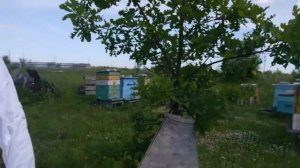 Женщина-пчеловод. Пасека в Болотово