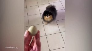 Собака и яйцо