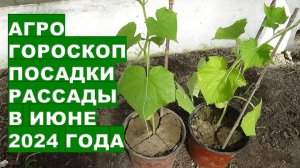 Агрогороскоп посадки рассады в июне 2024 года Agrohoroscope for planting seedlings in June 2024