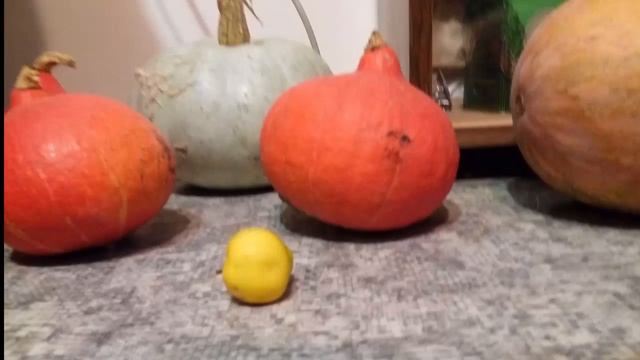 Мир  кошачьими глазами