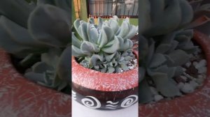 Un poco sobre Echeveria Runyoni Tupsy Turbi -518-