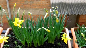 Нарциссы в феврале