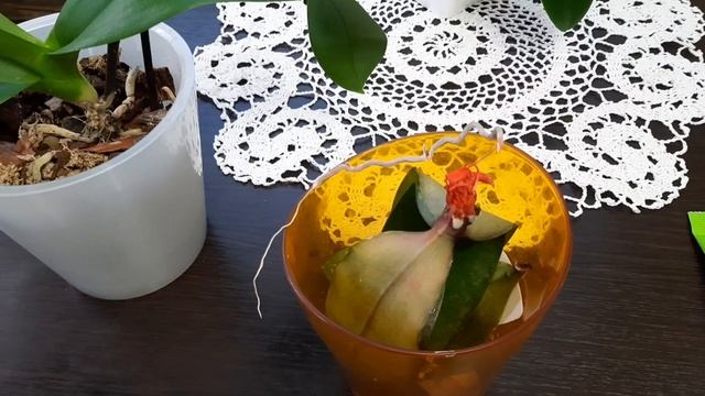 Орхидея Дарвин, проблема, как спасти! смотреть онлайн