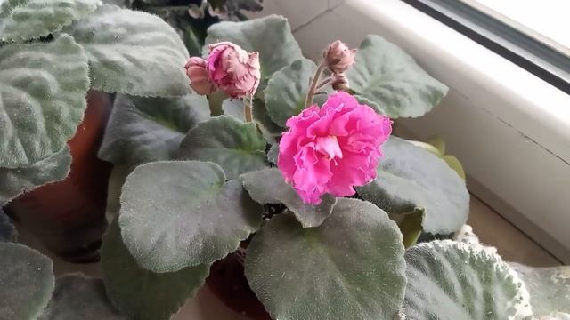 КАК Я ЗАСТАВИЛА ФИАЛКУ ЦВЕСТИ !!! смотреть онлайн