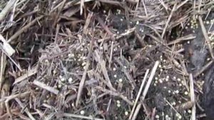 Чего боятся РЫЖИЕ муравьи (1)?