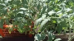 СОРТ ТОМАТА НАСТЕНЬКА - НОВЫЙ КРУПНОПЛОДНЫЙ НЕПАСЫНКУЮЩИЙСЯ СОРТ Видео Ольги Черновой 21 апреля