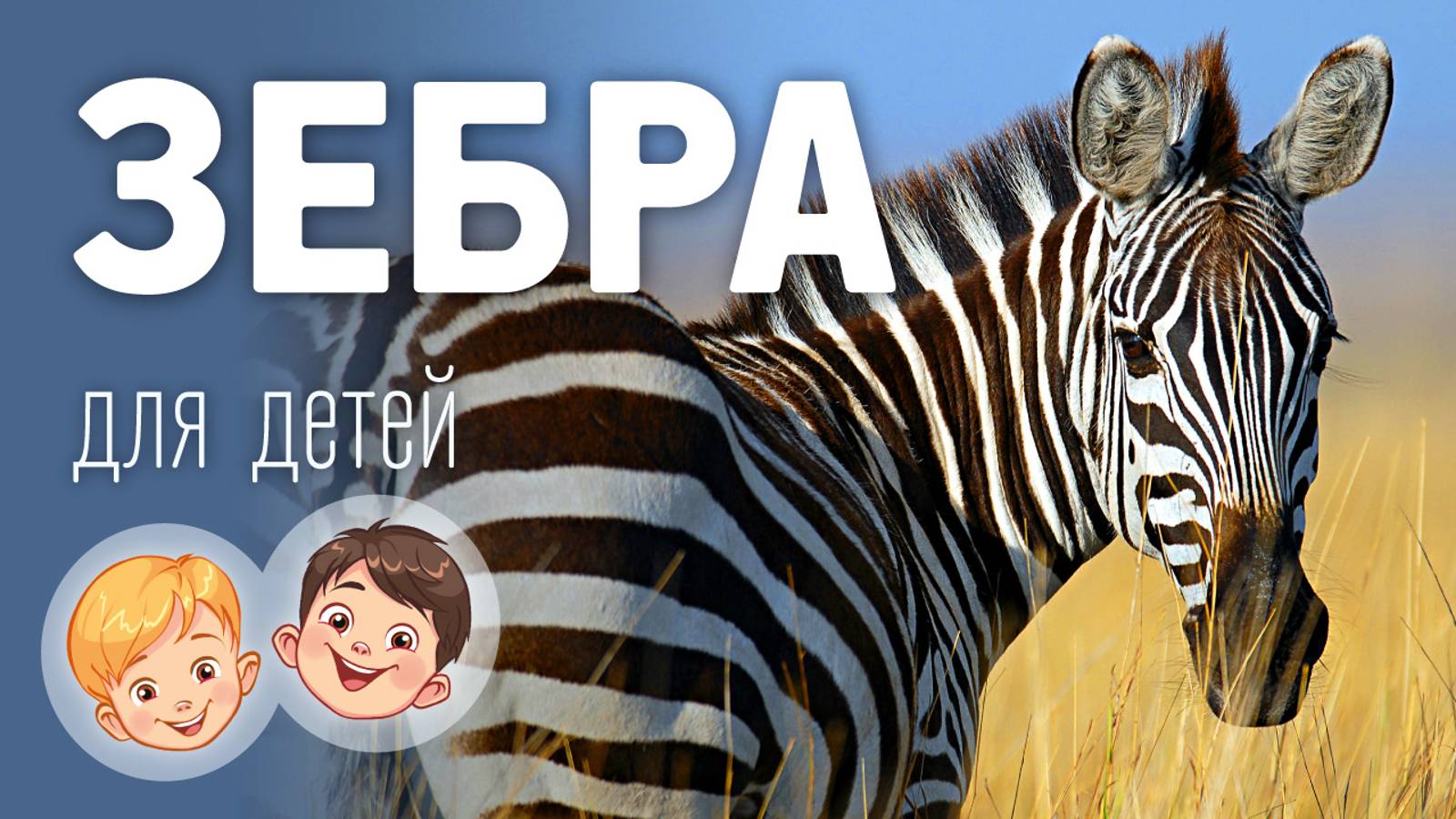 Зебра. Видео про животных для детей 3+