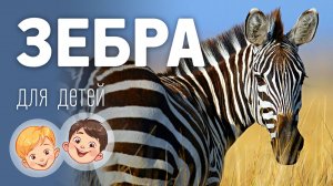 Зебра. Видео про животных для детей 3+