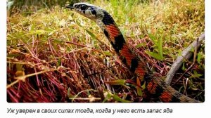 Ужи бывают ядовитыми Тигровый уж