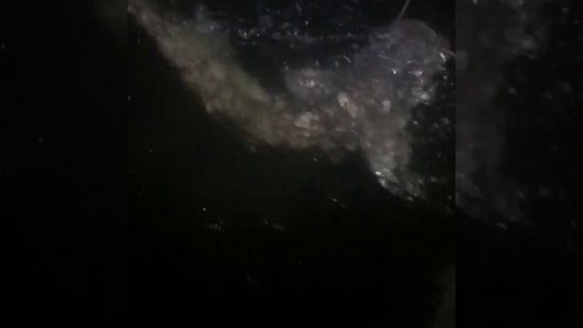 Silurus glanis? смотреть онлайн