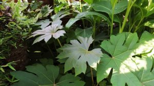 Sunny September Tour of my U.K. Tropical Style Jungle Garden