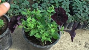 ПЕТУНИЯ БУДЕТ ПЫШНОЙ и ЦВЕСТИ ВСЕ ЛЕТО. Сделайте так при ПЕРЕВАЛКЕ или ВЫСАДКЕ в открытый грунт