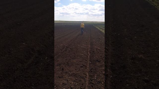 Посев фасоли традиционным способом 45 см сеялкой СОР-1/1 ВПС52/1-10/11/7, 3 строчки на гряде смотреть онлайн