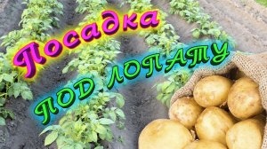 Посадка картофеля под лопату. Закапываю рожь, сажаю картофель. Глубина посадки картофеля.