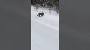 Охота!! Рысь охотится на Зайца!! Уникальные кадры