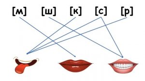 Русский язык  1 класс  Как отличить гласный звук от согласного?