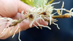 Growing gold silver tree in water decorate offices, have unexpected healing effects