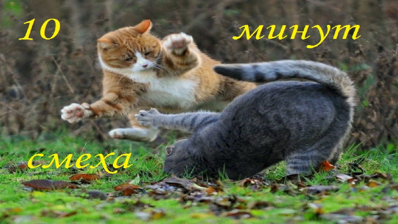 ? Ржал целый ? приколы с котами ? с собаками? смотреть онлайн