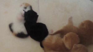 Котята в дар. Отдадим котят в добрые руки. Привезем в любую точку Москвы и МО.