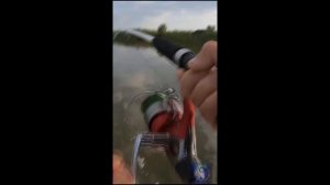 Поклёвка сома на квок.