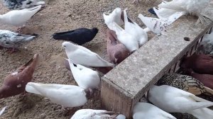 Жданный видео!!! новости моих бакинский голубей