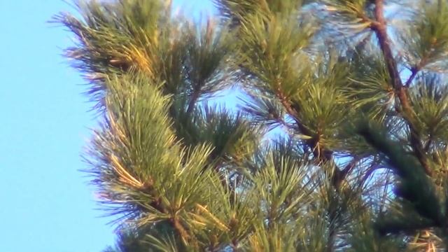 Кедр. Заготовка кедрового ореха. От А до Я. Тайга Сибирь Охота Рыбалка Выживание смотреть онлайн