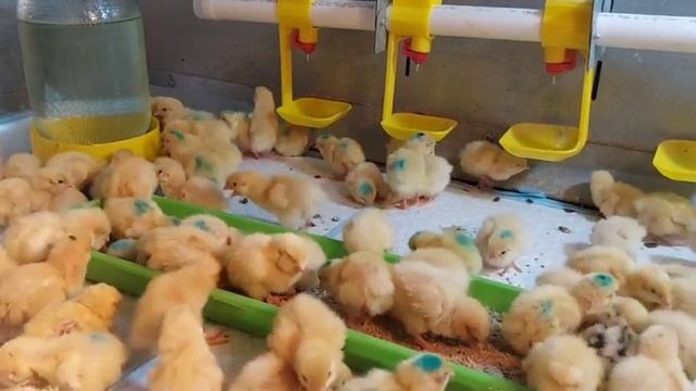 Перепела белый ГИГАНТ, итог вывода. смотреть онлайн