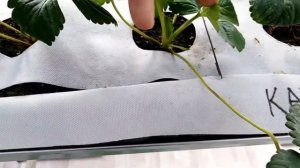 Земляника на малообъемке в теплице