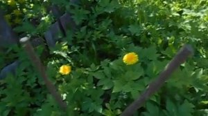15. 05. 2023г. Из многолетних старых побегов прорастают скрытые узлы.