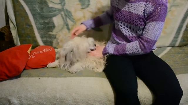 Кролиха окролилась//почему кролиха съедает крольчат//погода, птички поют смотреть онлайн